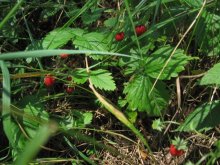 Strawberry-zemlyanichka / ***