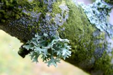 Lichen / ***