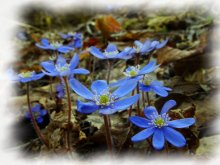 The color of spring. / --------------------------