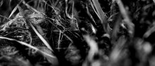 Spring Portrait / .....