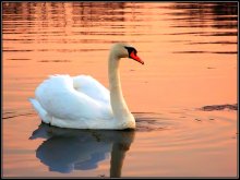Swan on a pond ... / ***