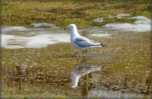 large ship large swimming / .....