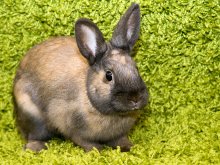 Brer Rabbit / ***********