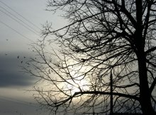 Fog light of the sun / ***