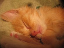 Gentle sleep / ***