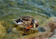 Let's sit pokryakaem. / ***