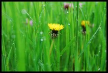 The sun in the grass / ***