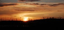 The May sunset * / ***