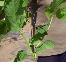 Zhuchische ... Usische! / ***