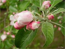 Apple trees in bloom. / ***