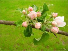 When apple trees bloom? / ***