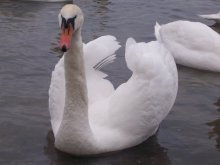 Swan / ***