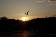 Sunset / ***