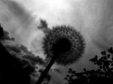 Dandelion / ***