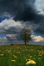 spring landscape with dandelions, a cow and a detached tree / ***