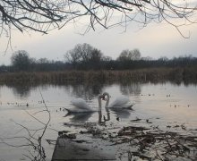 Swans / ***