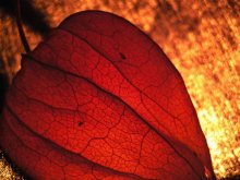 Microcosmos / ***