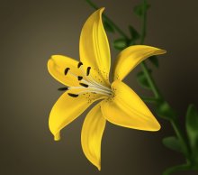 yellow flower / ***