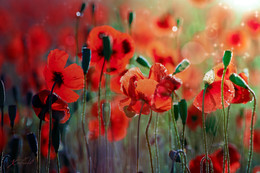 Poppies / ***