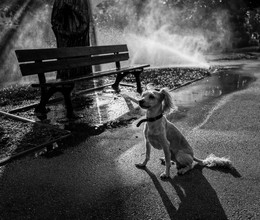 &nbsp; / Dog