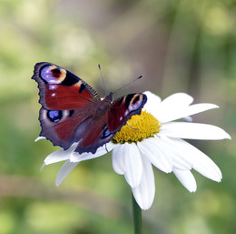Butterfly / ***