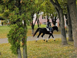 in the park / ***