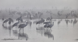 in dairy fog / ***