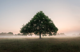 Oak-tree / ***