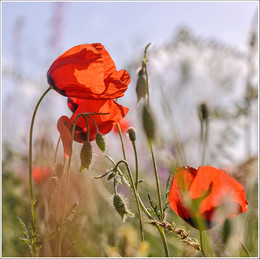 Poppies / ***