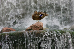 Cool summer morning / ***