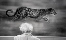 Beauty will save the world / ***