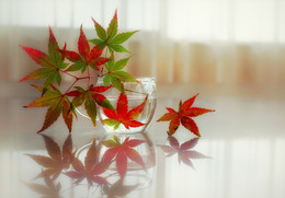 colors of autumn / sony nex7