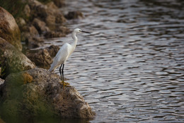 Little Egret / ***