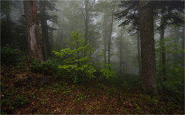 Misty forest / ***