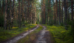 In a pine forest / ***