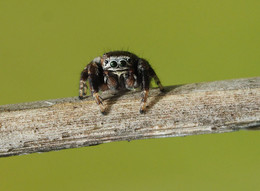 Springspinne / Kleine Springspinne im Geltinger Moor auf einem Schilfhalm