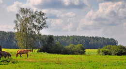 Rural landscape / ***