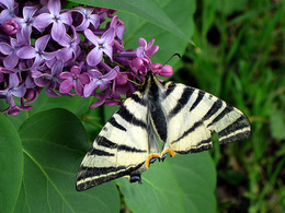 The aroma of lilacs / ***