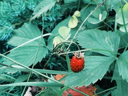 Wild strawberry / ***