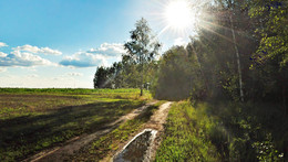 Under the forest canopy / ***