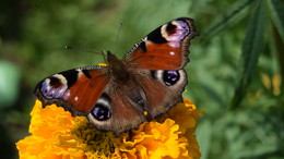 Butterfly / ***