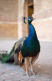 Peafowl / ***