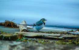 Wagtail / ***