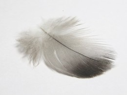 Feather / ***