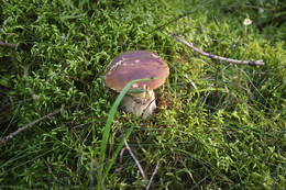 In forest / ***