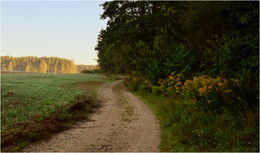 flowers by the road / ***