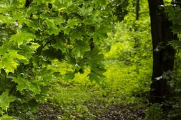 After the rain / ***
