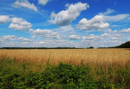 expanse of summer / ***