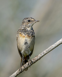 Young Bluethroat / .....