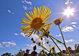 Sun / ***